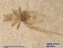 Genus sp