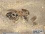 Genus sp