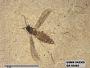 Genus sp