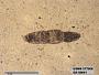 Genus sp