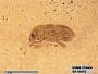 Genus sp
