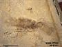 Genus sp