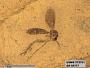 Genus sp