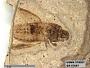 Genus sp