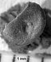 Genus sp