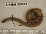 Geophis bicolor