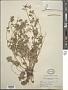 Geranium dissectum L.
