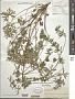 Geranium dissectum L.