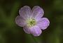 Geranium maculatum L.