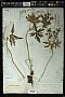 Geranium pratense L.