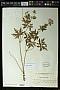 Geranium pratense L.
