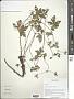 Geranium refractum Edgew. & Hook. f.