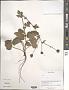 Geum sp.