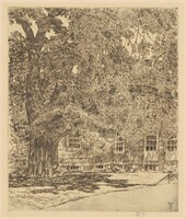 Giant Elm, Easthampton