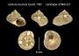 Gibbula loculosa