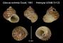 Gibbula redimita