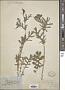 Glaucium corniculatum Curt