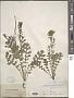 Glaucium phoeniceum Crantz