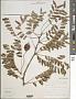 Gleditsia aquatica Marshall