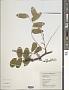 Gleditsia sinensis Lam.
