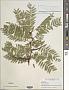 Gleditsia triacanthos L.