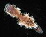 Glossodoris cincta