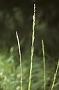 Glyceria multiflora Steud.