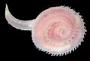 Glyceridae