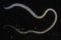 Glyceridae