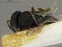 Glyphe punctata