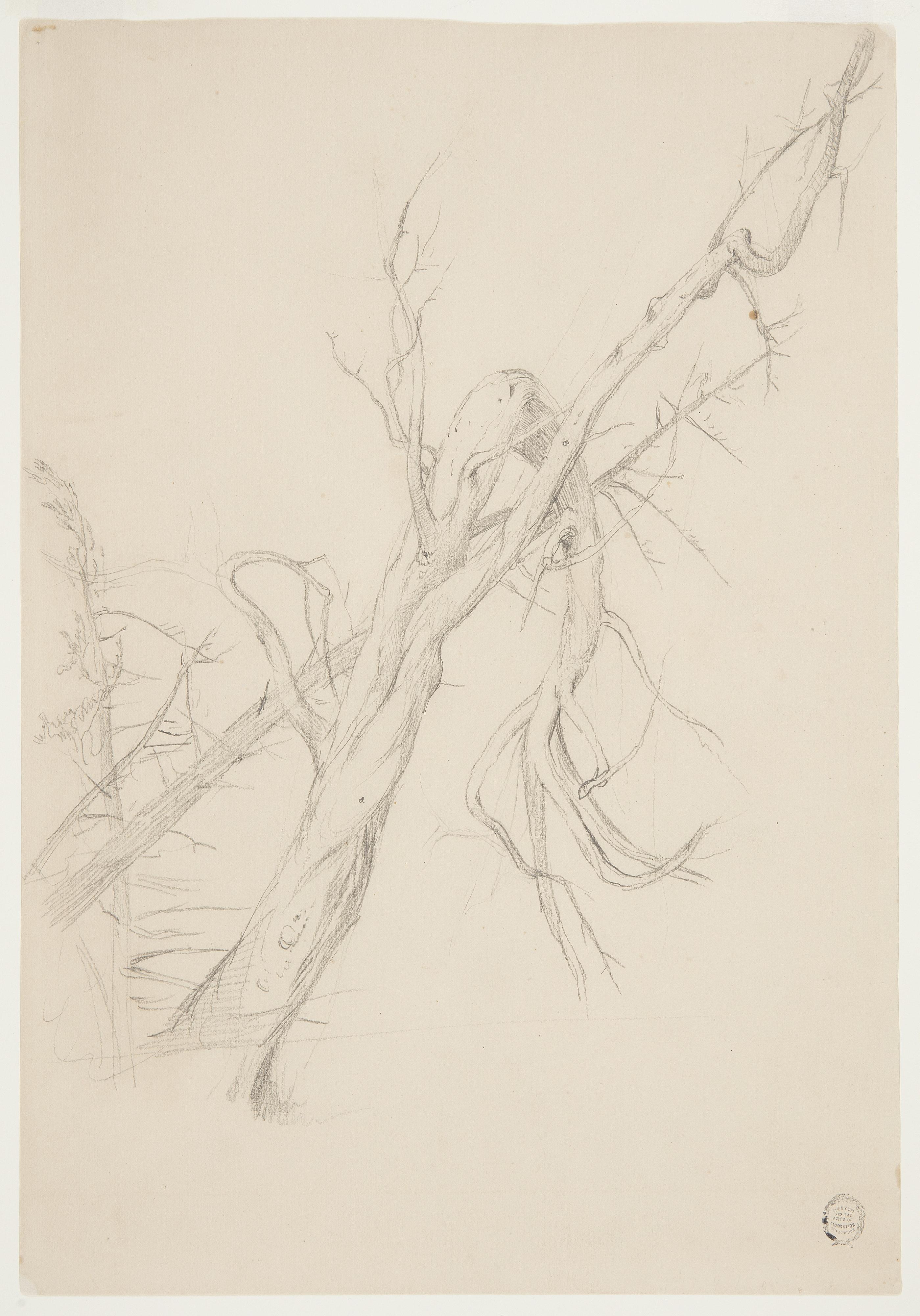 Gnarled Dead Tree