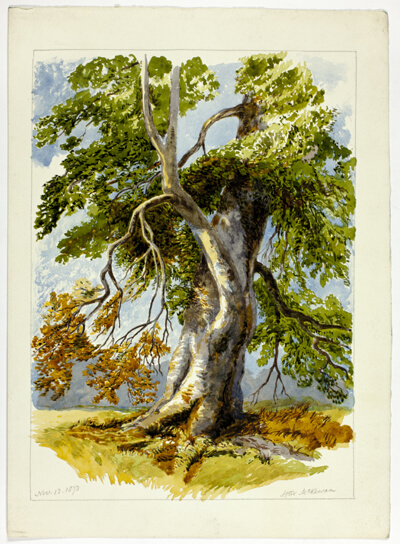 Gnarled Tree