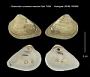 Gnathodon cuneatus nasutus