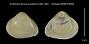 Gnathodon flexuosus petitianus