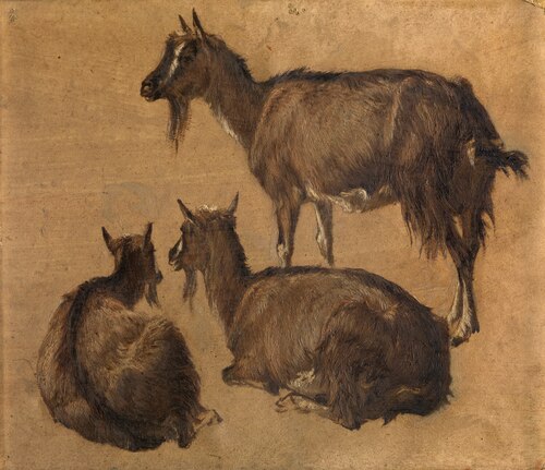 Goats