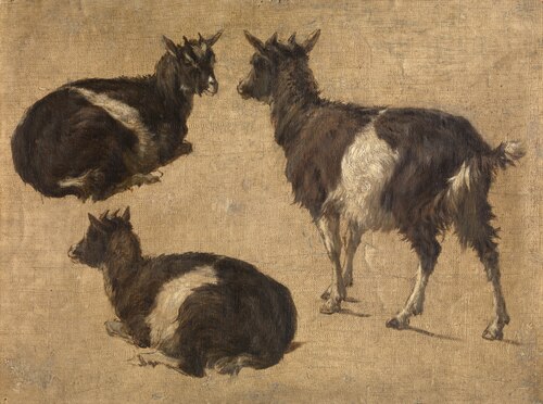 Goats