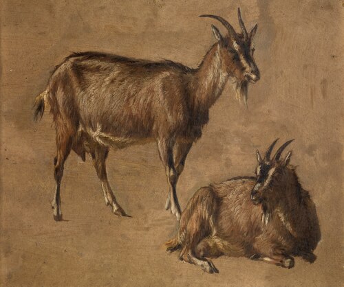 Goats