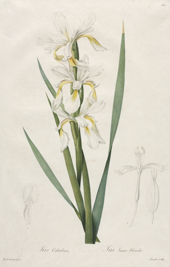 Gold-banded Iris