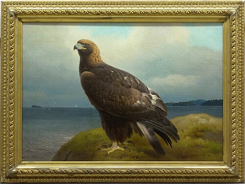 Golden Eagle
