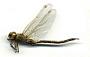 Gomphaeschna antilope