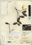 Gomphia revoluta C. Wright