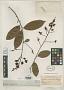Gomphia subscandens Planch.