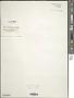 Gomphosphaeria lacustris