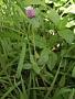Gomphrena serrata L.