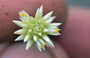Gomphrena sp.
