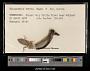 Gomphus adelphus