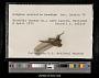 Gomphus australis