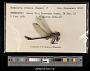 Gomphus crassus