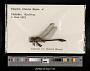 Gomphus crassus