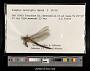 Gomphus descriptus